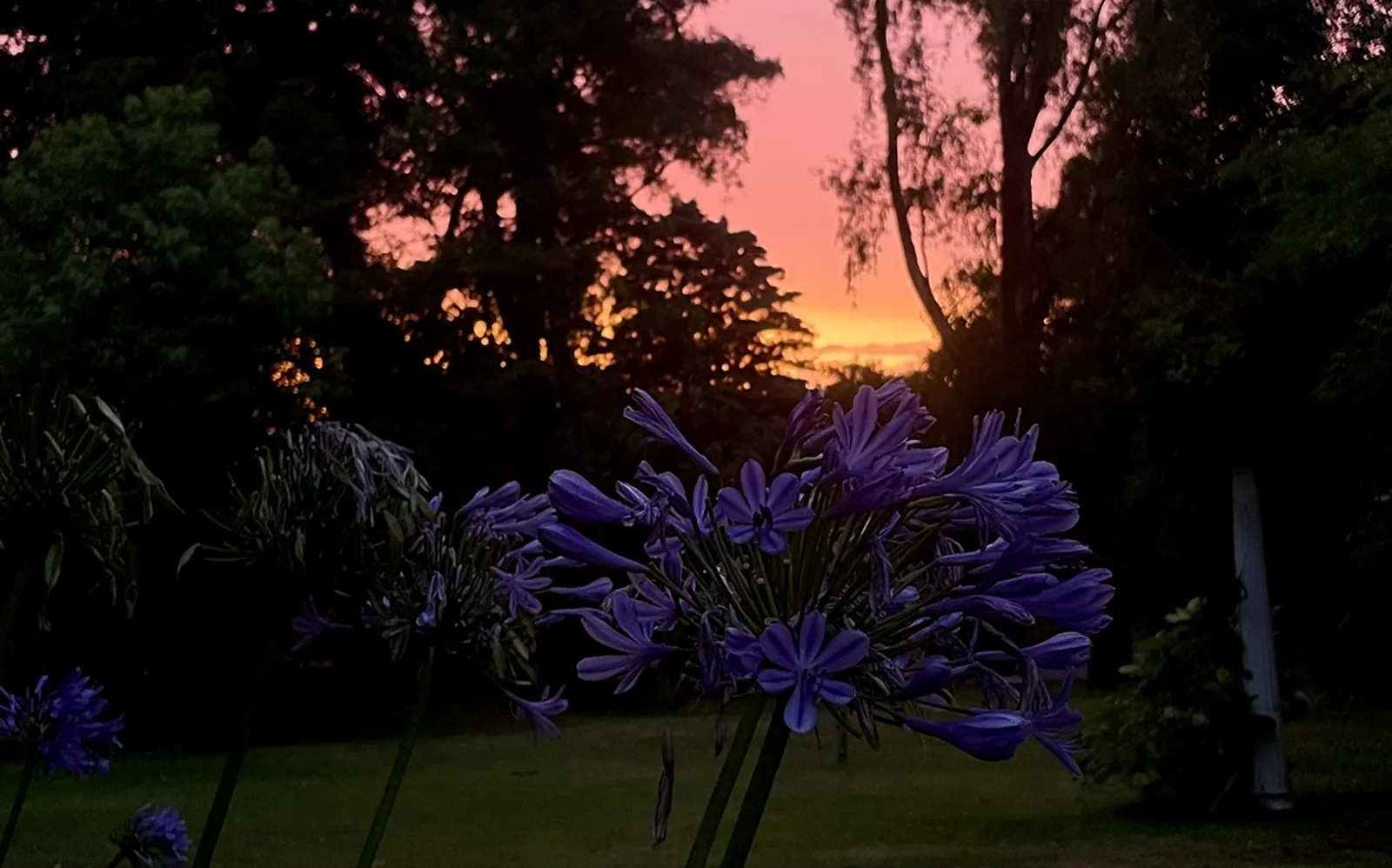 Atardecer con flores de agapanto en el jardín de Sendero Leloir