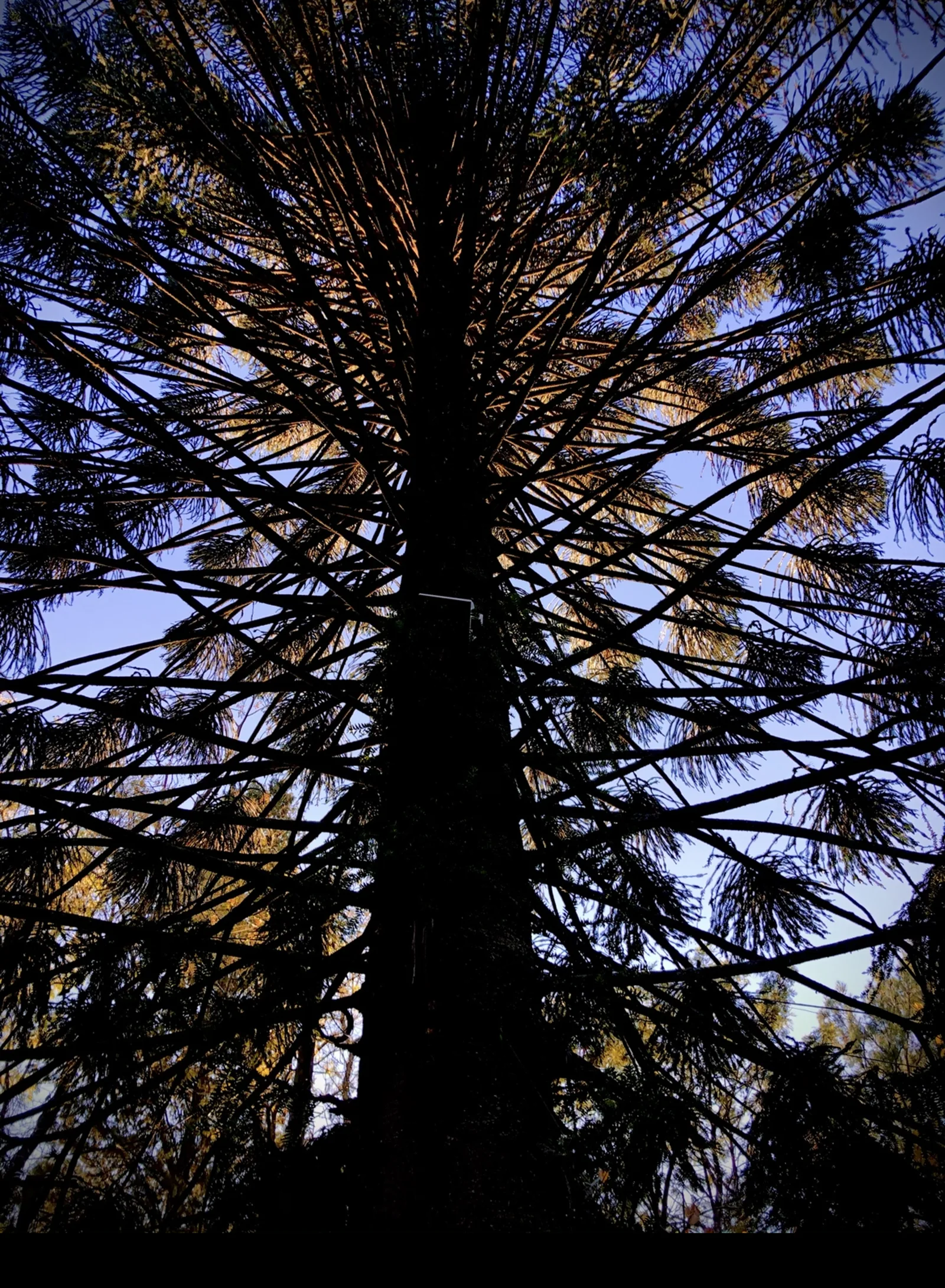 Araucaria vista desde abajo en el parque de Sendero Leloir