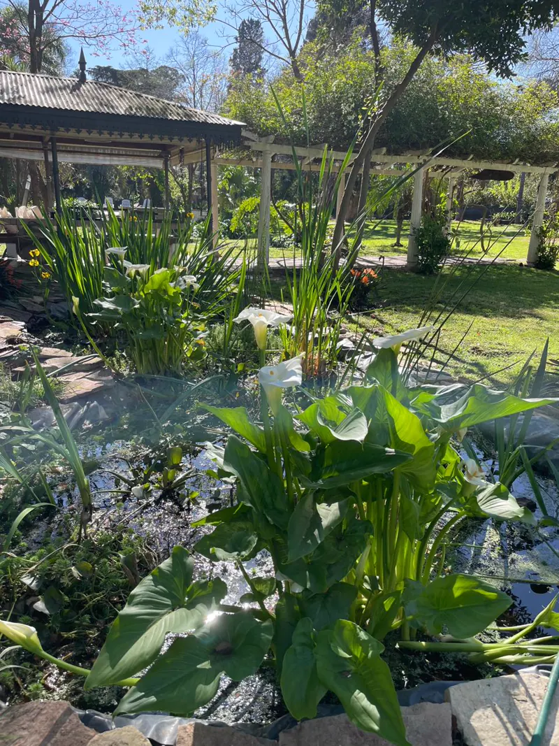 Pérgola junto al estanque con calas blancas en flor en Sendero Leloir