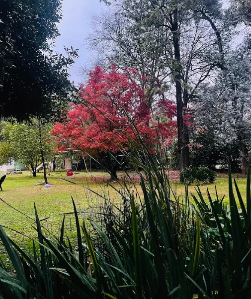 Arce japonés en otoño dentro del parque de Sendero Leloir