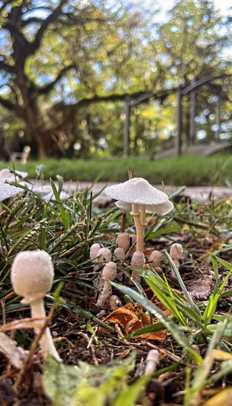 Hongos silvestres creciendo en el césped del parque de Sendero Leloir