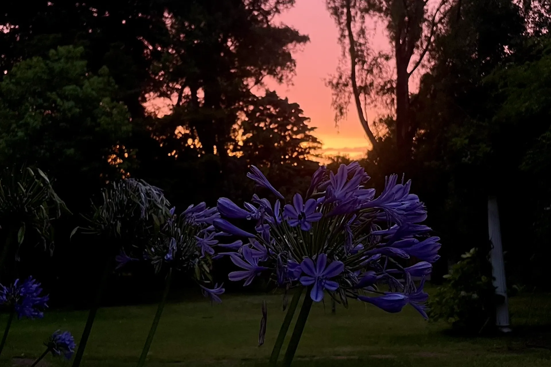 Atardecer entre eucaliptos en el parque de Sendero Leloir