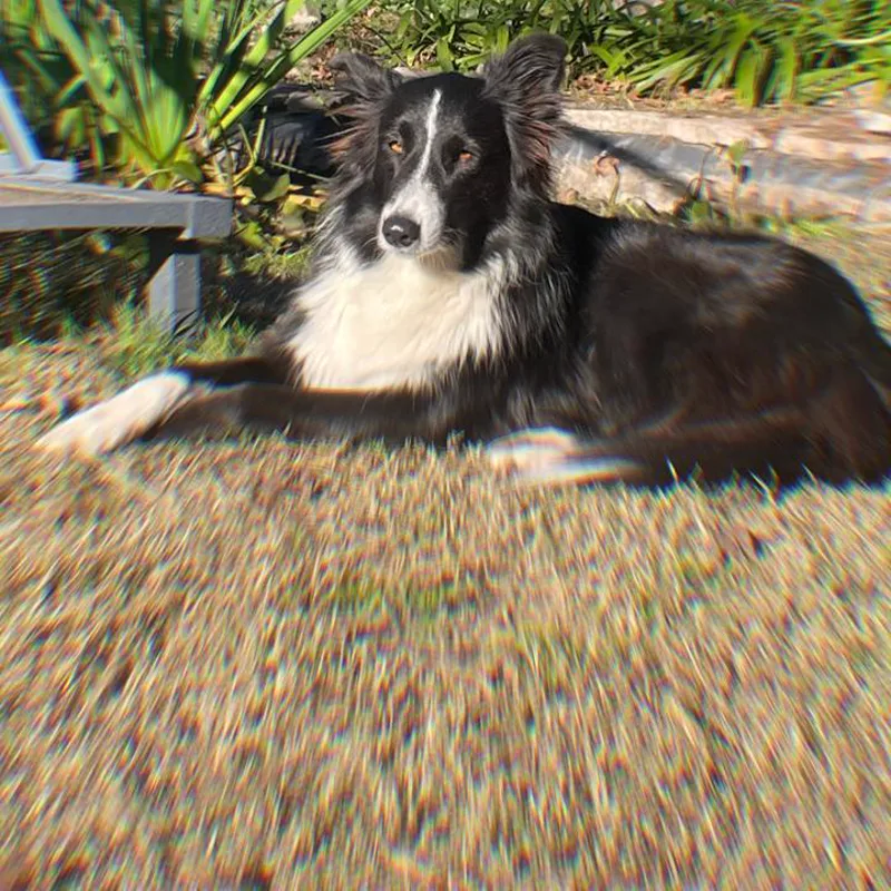 Sumy descansando en el parque de Sendero Leloir
