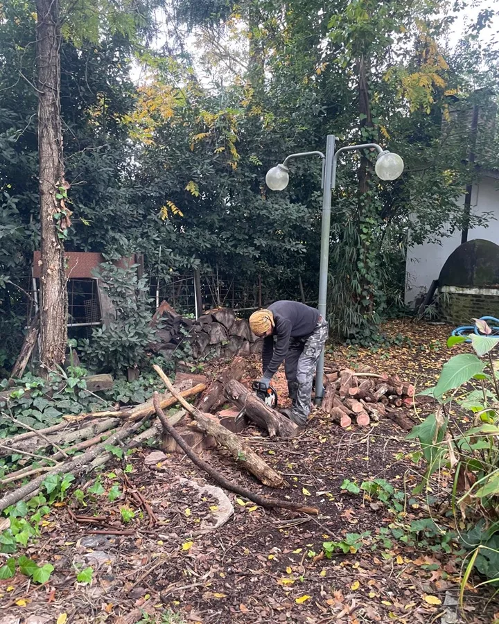 Oscar cortando leña con motosierra en el parque de Sendero Leloir