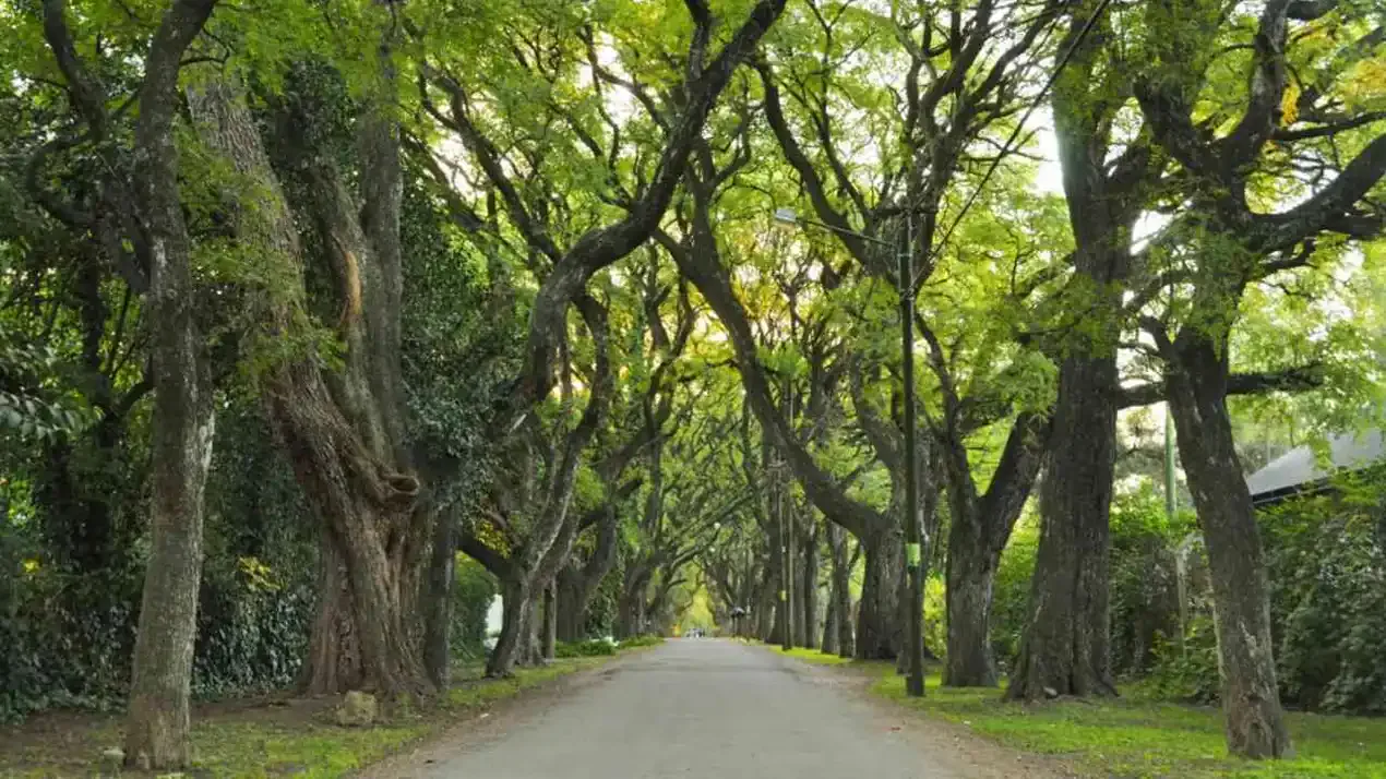 Calle arbolada con árboles añosos en Parque Leloir