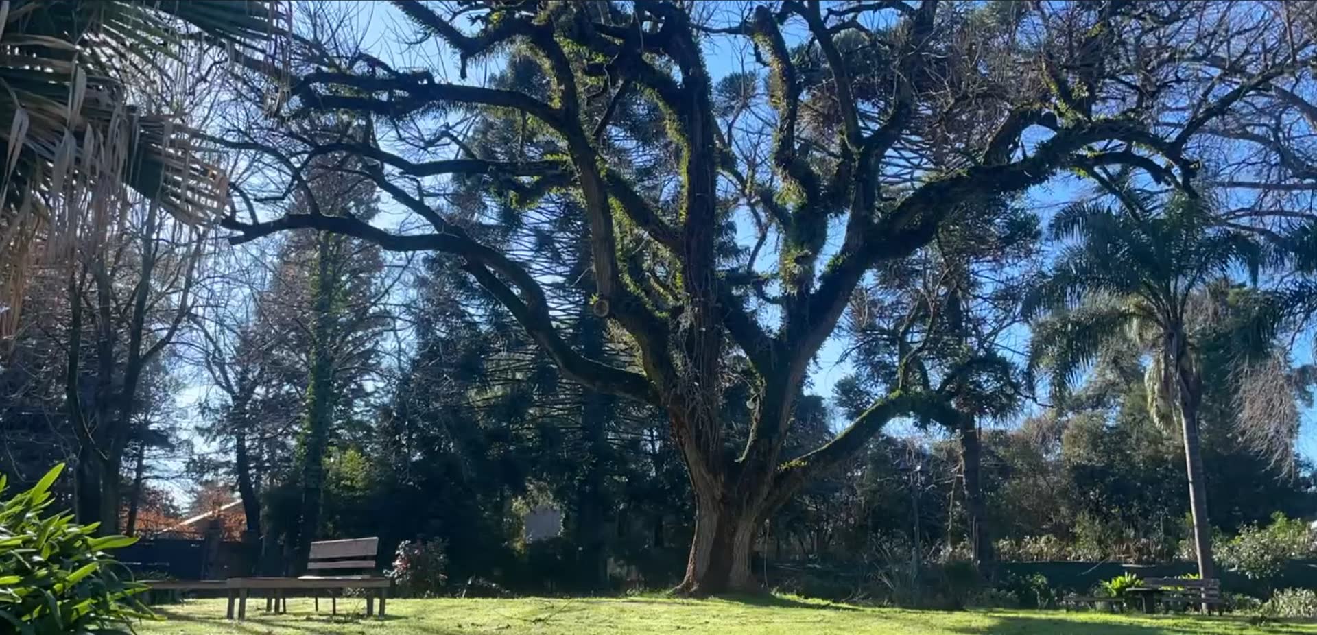 Árbol centenario en el parque de Sendero Leloir, mismo encuadre del video de fondo